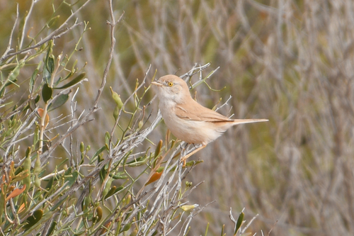 Curruca sahariana (Curruca deserti)