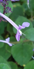 Plectranthus ambiguus