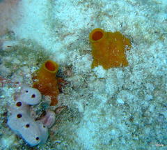 Siphonodictyon coralliphagum