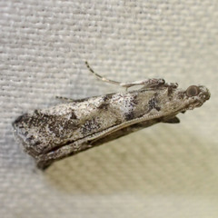 Assara holophragma