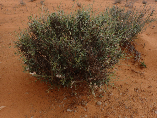 Anthyllis henoniana (Anthyllis henoniana)