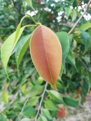 Magnoliopsida