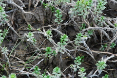 Hippuris tetraphylla