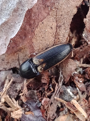 Ampedus tristis