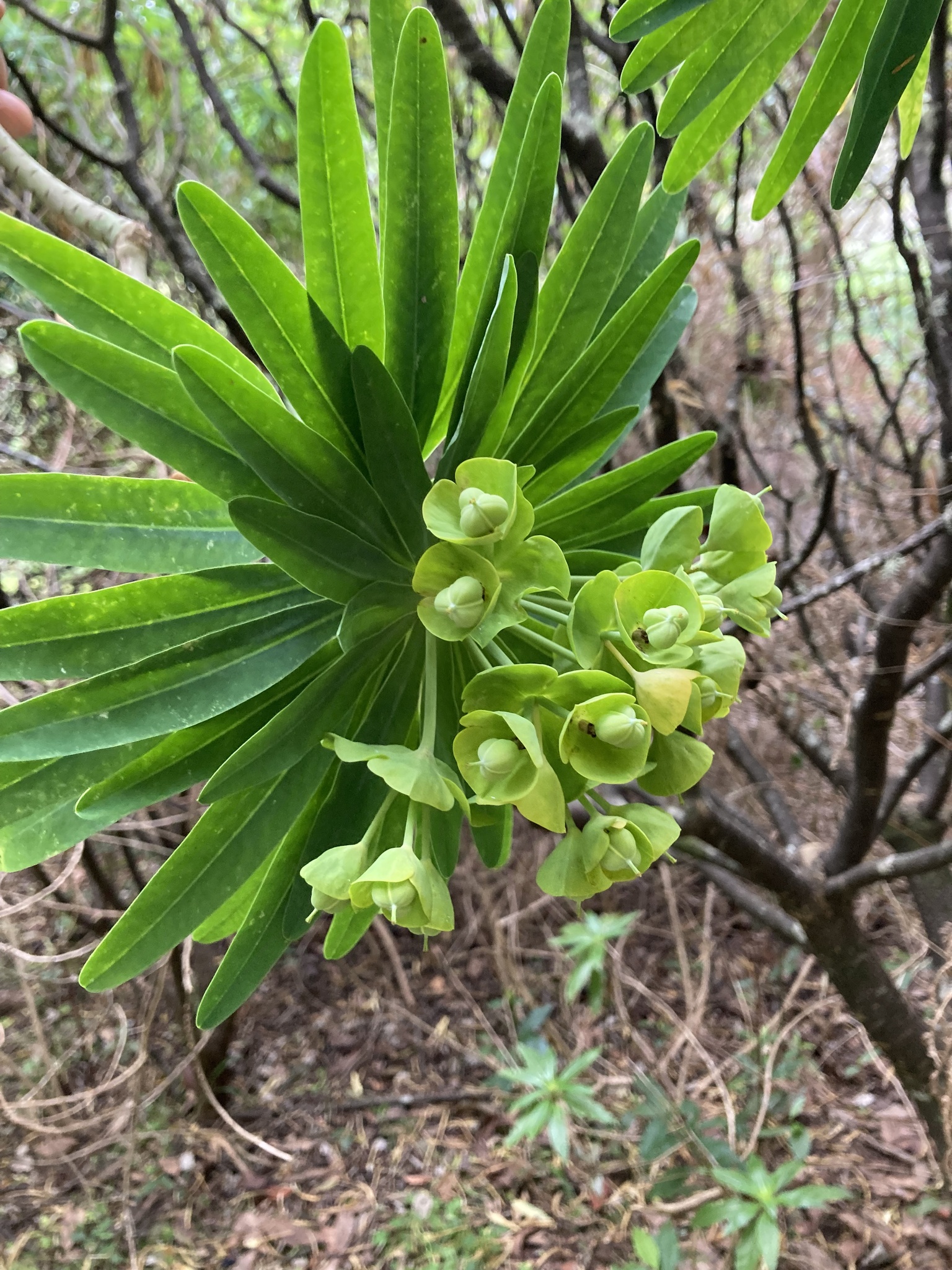 Euphorbia bourgaeana 3