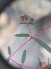 Euphorbia arabica