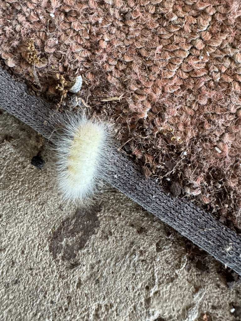 Tiger Moths from Glen Rose, TX, US on April 30, 2024 at 02:40 PM by ...