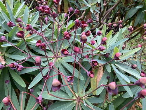 Euphorbia bravoana