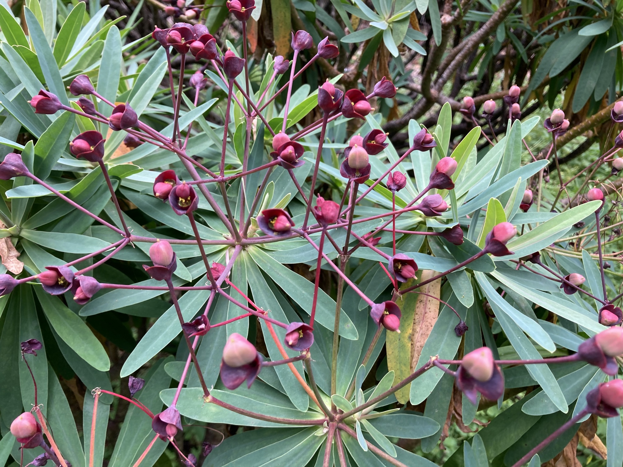 Euphorbia bravoana