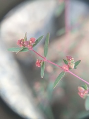 Euphorbia arabica