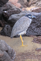 Nyctanassa violacea pauper