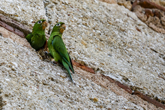 Psittacara chloropterus