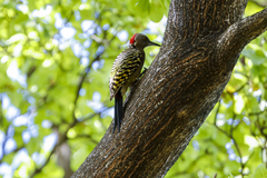 Melanerpes striatus