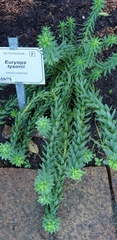Euryops tysonii