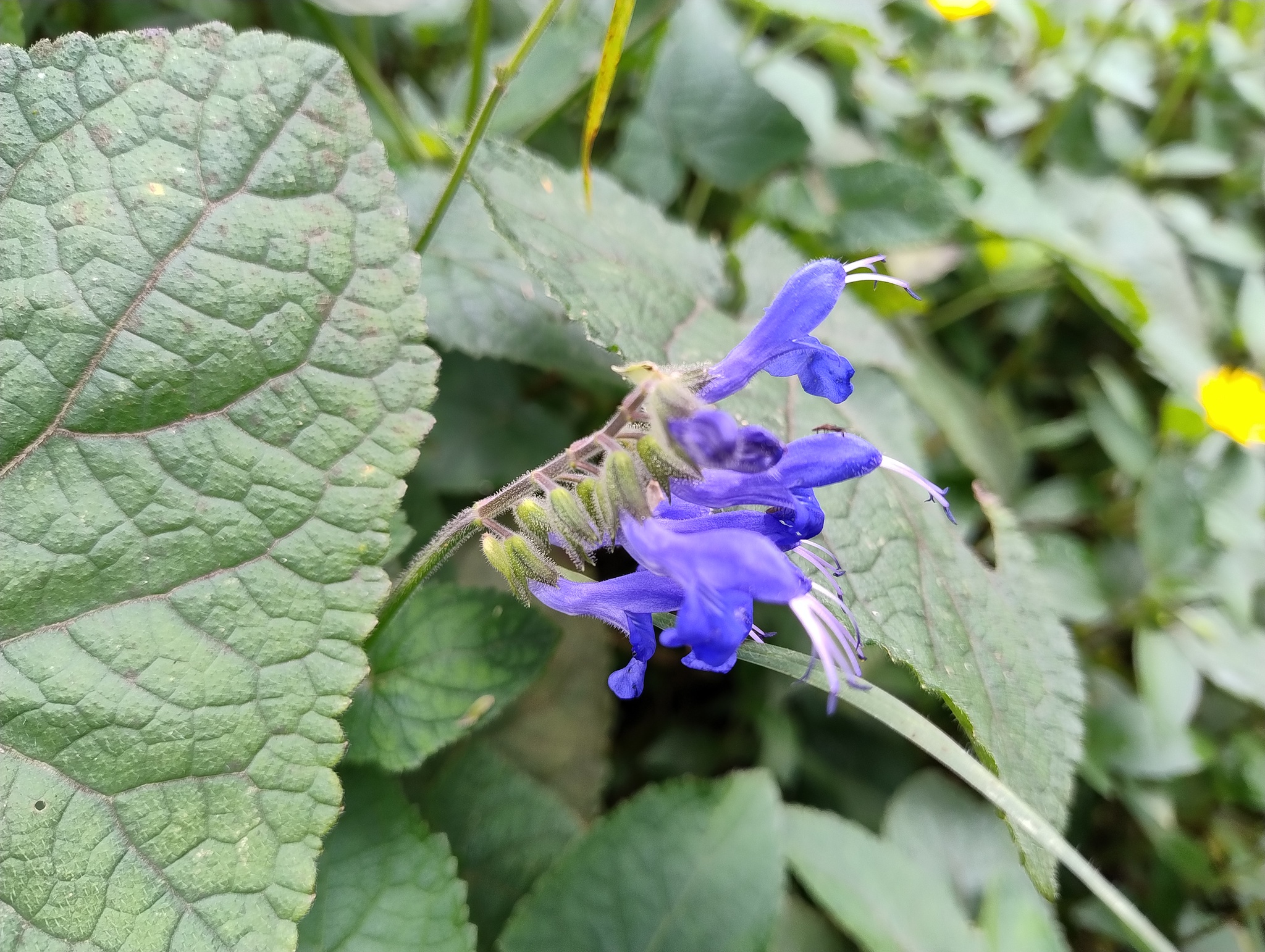 Salvia scutellarioides image