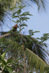 Fabaceae