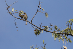 Dulus dominicus