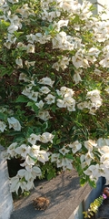 Bougainvillea