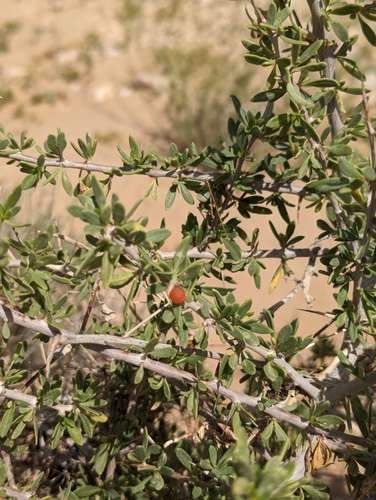 Arabian boxthorn (Lycium shawii)