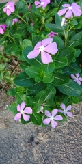 Catharanthus roseus