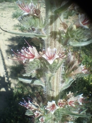 Echium boissieri