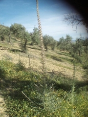 Echium boissieri