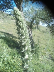 Echium boissieri