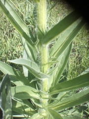 Echium boissieri
