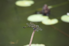 Ictinogomphus pertinax