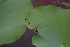 Ictinogomphus pertinax