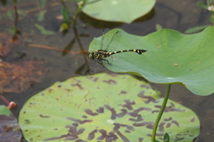 Ictinogomphus pertinax