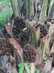 Arecaceae