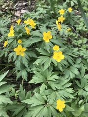 Anemonoides ranunculoides