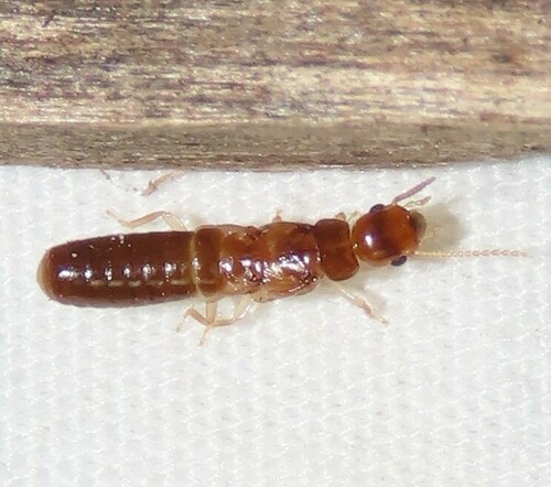 West Indian Drywood Termite photo 3