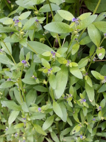 Asperugo procumbens iNat (1)