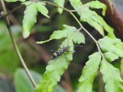 Chlorophorus reductus