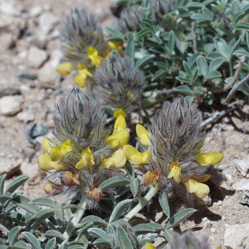 Image of Dalea jamesii by (c) Andrew Tree, some rights reserved (CC BY)