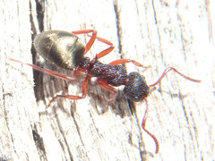 Dolichoderus scabridus
