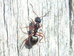 Dolichoderus scabridus