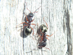 Dolichoderus scabridus