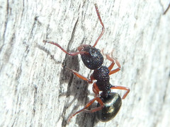 Dolichoderus scabridus