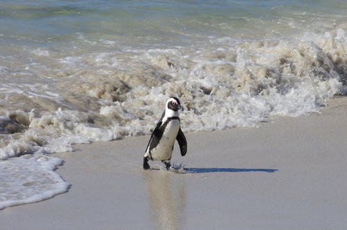 African Penguin, photo 2 of 7