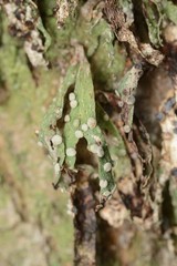 Ramalina ovalis