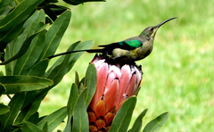 Malachite Sunbird photo 3
