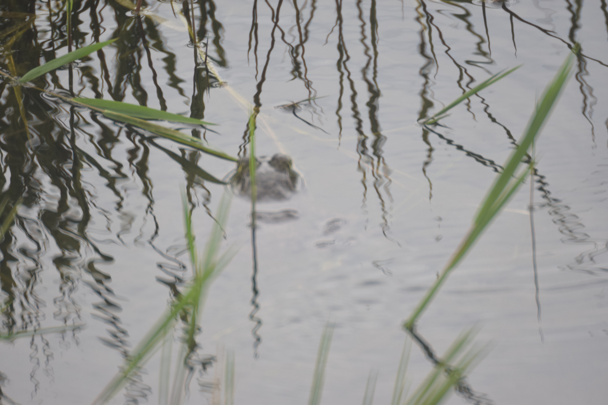 Lithobates image