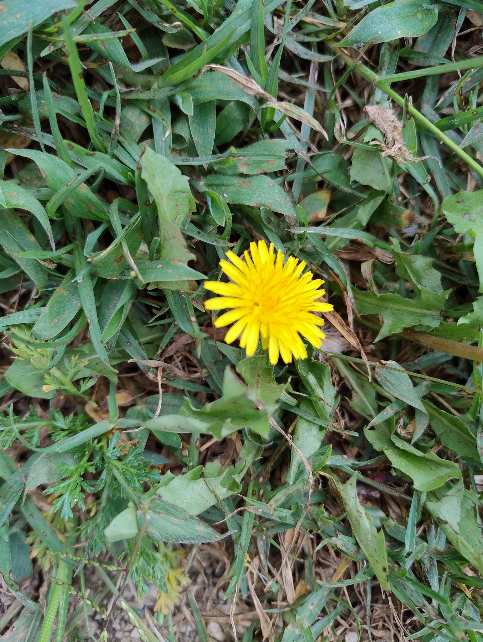 Taraxacum image