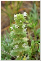 Ajuga orientalis