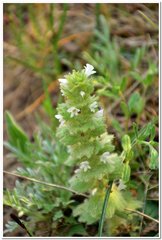 Ajuga orientalis