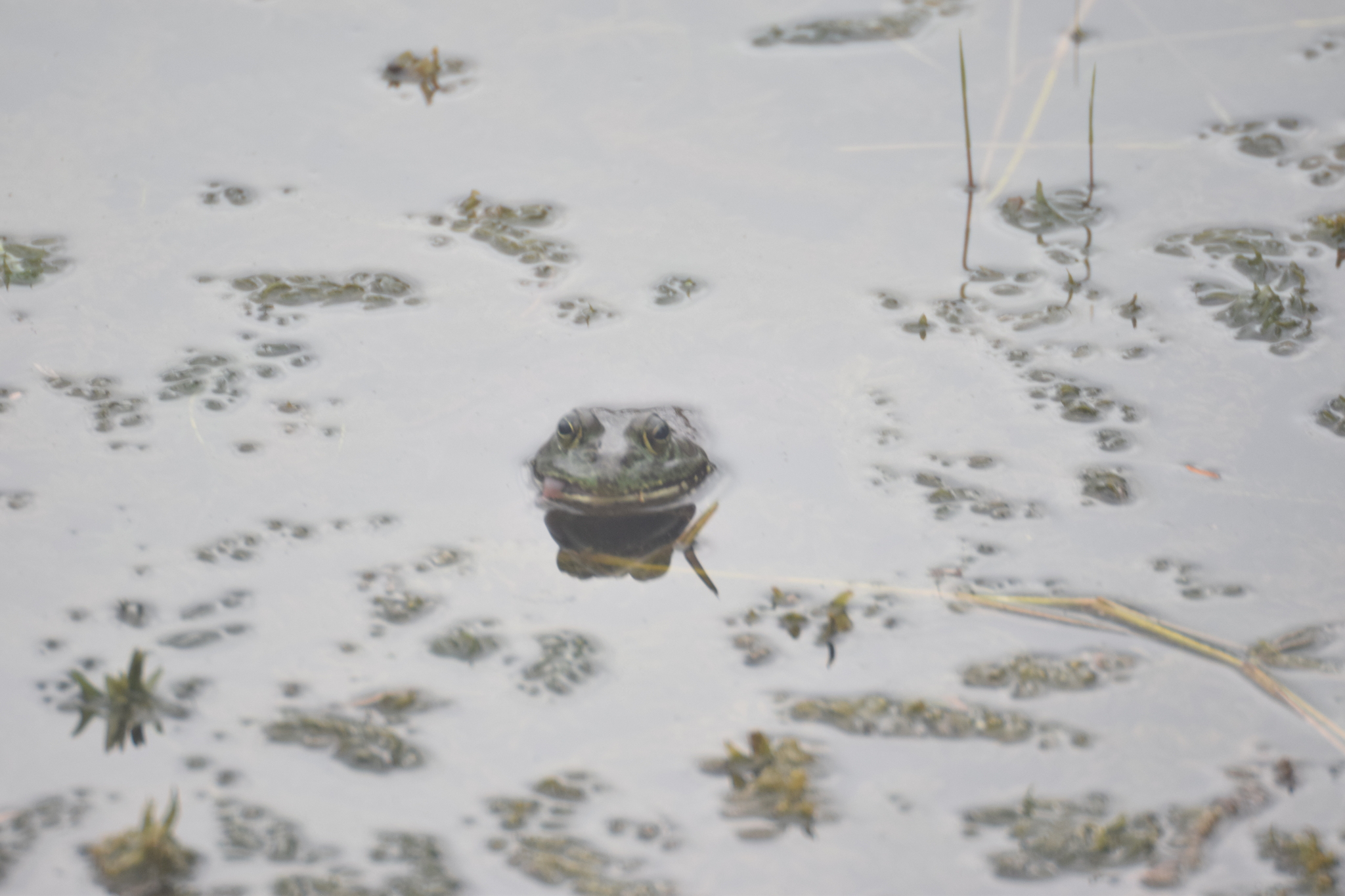 Lithobates image