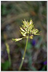 Poa bulbosa vivipara